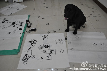 導盲犬珍妮(中國第一位女盲人鋼琴調律師)