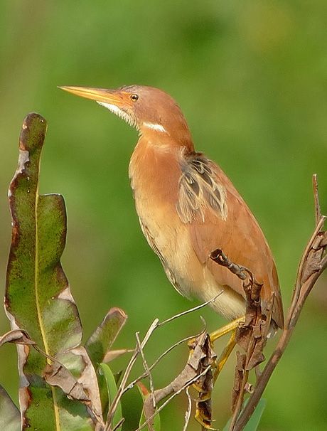 栗葦鳽(栗葦鴉)