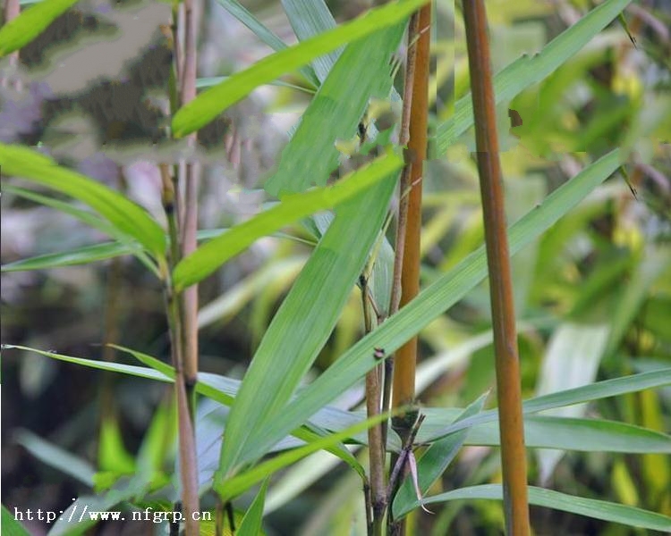 薄籜茶桿竹無性系1號