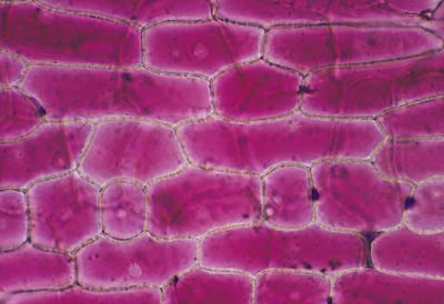 細胞(生物學中構成生物體的基本單位)