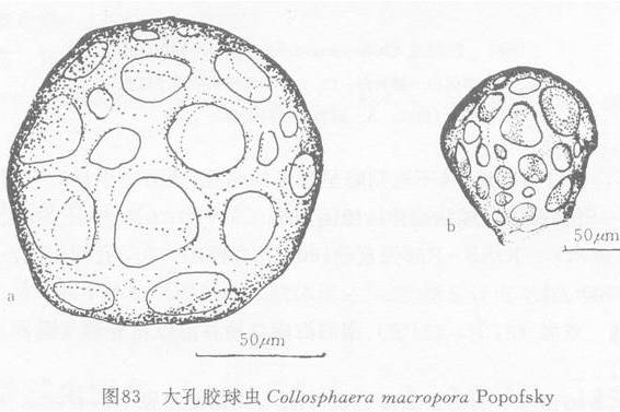 大孔膠球蟲