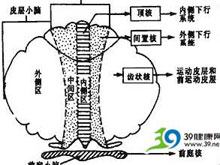 不隨意運動