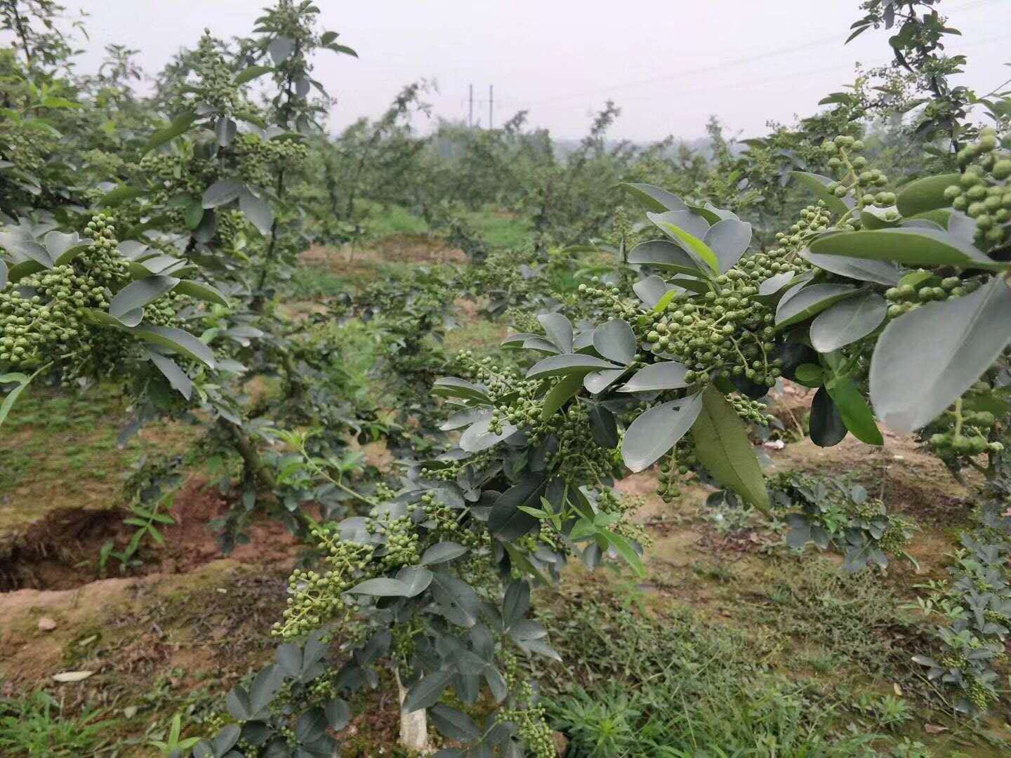 麥積花椒