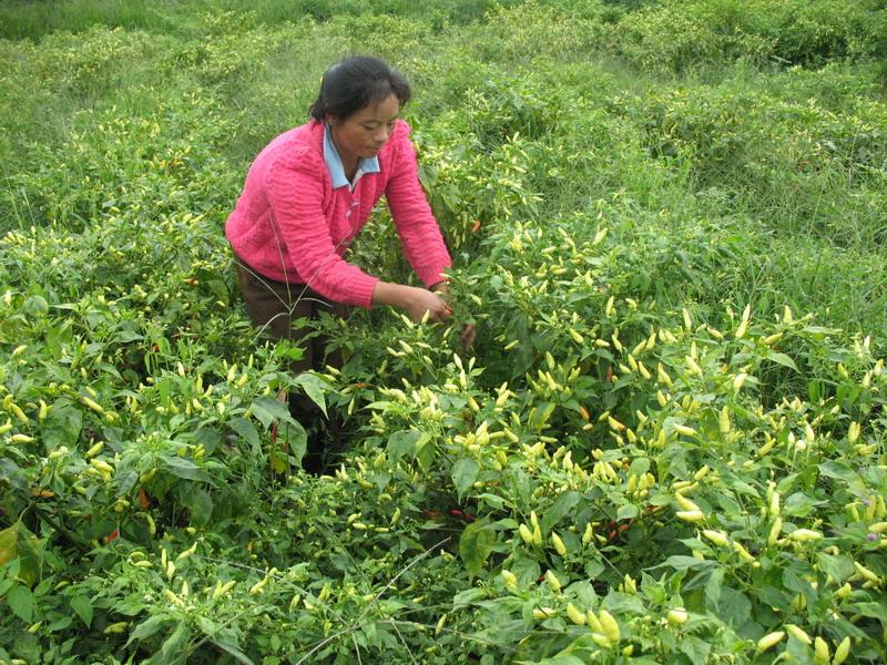 小米辣種植