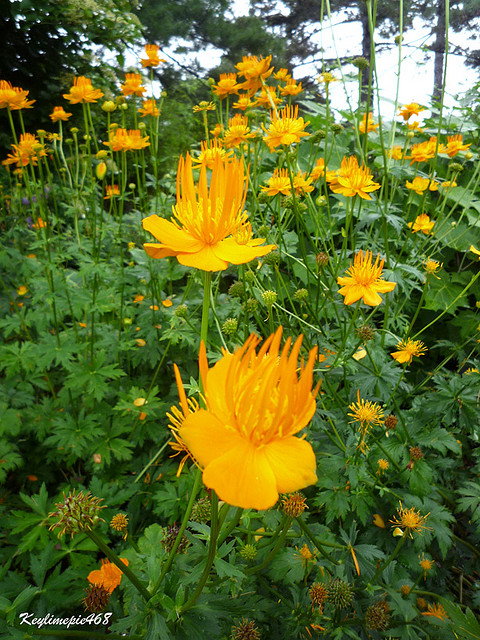 金蓮花屬