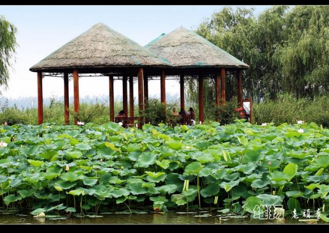 揚州射陽湖省級濕地公園