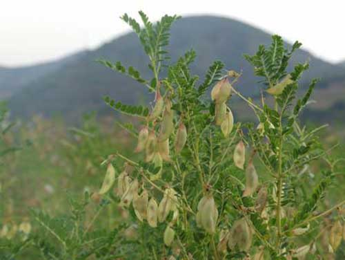 黃芪(黃耆（原變種）)