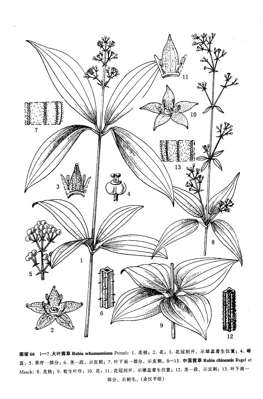 纖梗茜草（墨線圖）