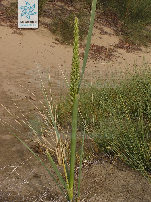 大賴草