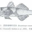 漂游珊瑚蝦虎魚