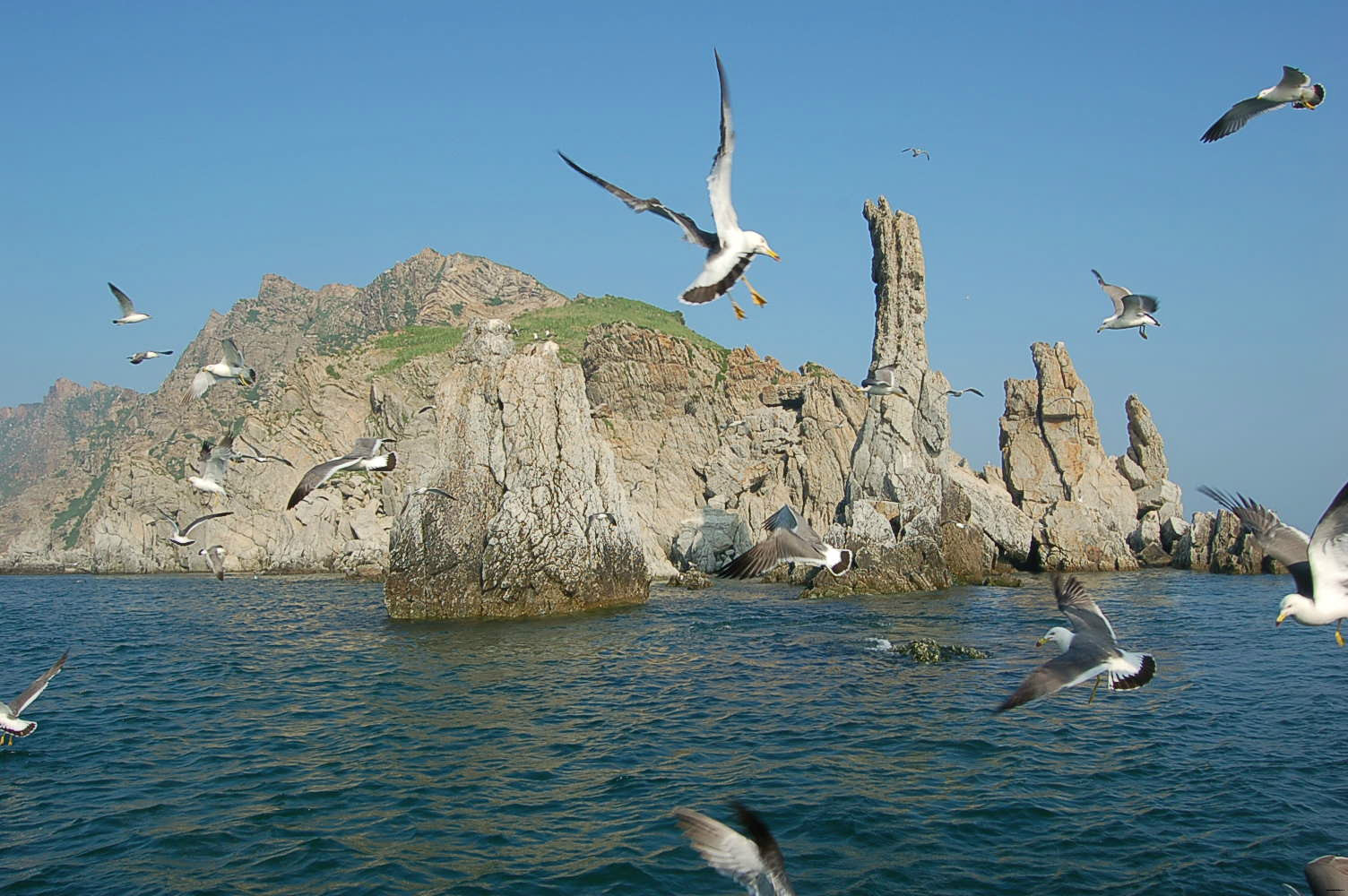 海貓島