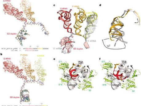 核糖核酸(RNA)