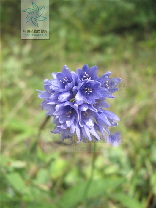 藍花蔥(植物)