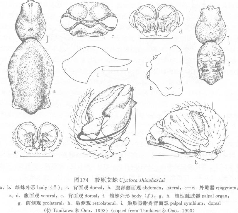 筱原艾蛛