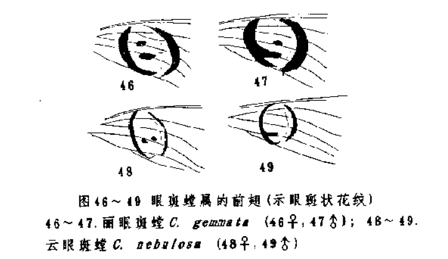 眼斑螳