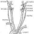 頸靜脈