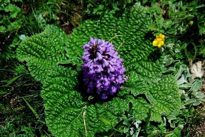 草原石頭花（原變種）