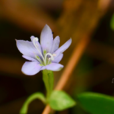 報春花龍膽