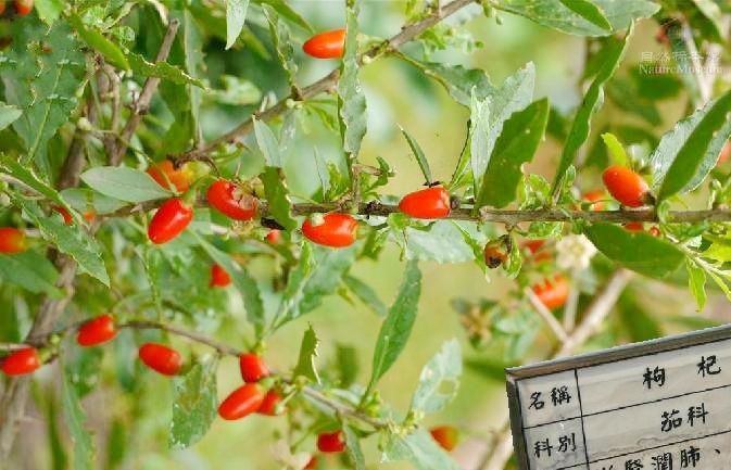 黑果(茄科枸杞屬黑果枸杞遺傳品種)