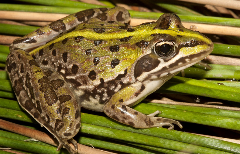 安哥拉河蛙學名：Amietia angolensis