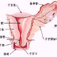 病毒性宮頸炎