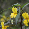 菱葉鳳仙花