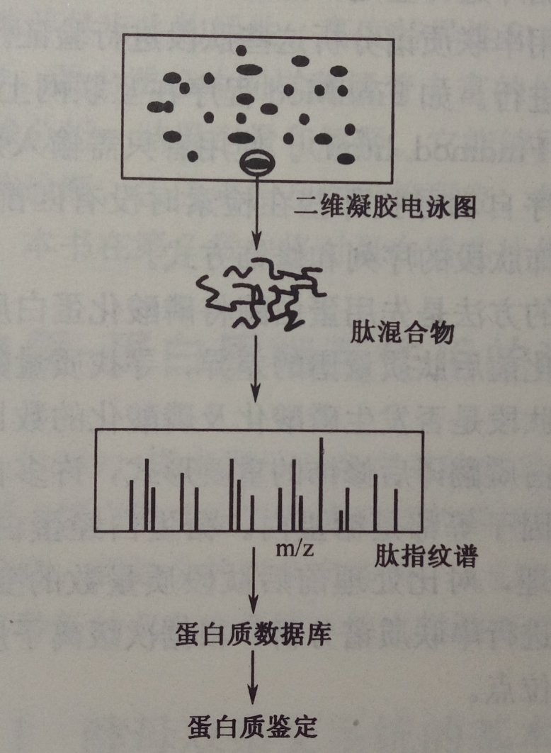 PMF鑑定的技術路線