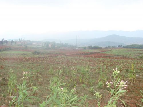 轉長河村耕地