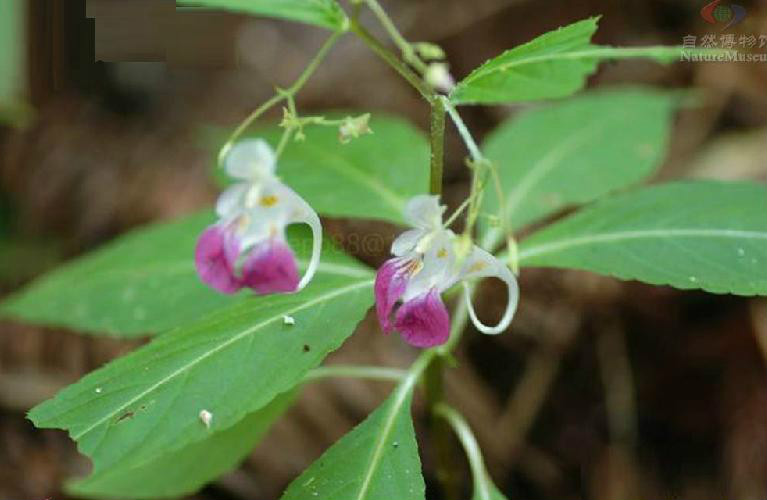 長距天目山鳳仙花