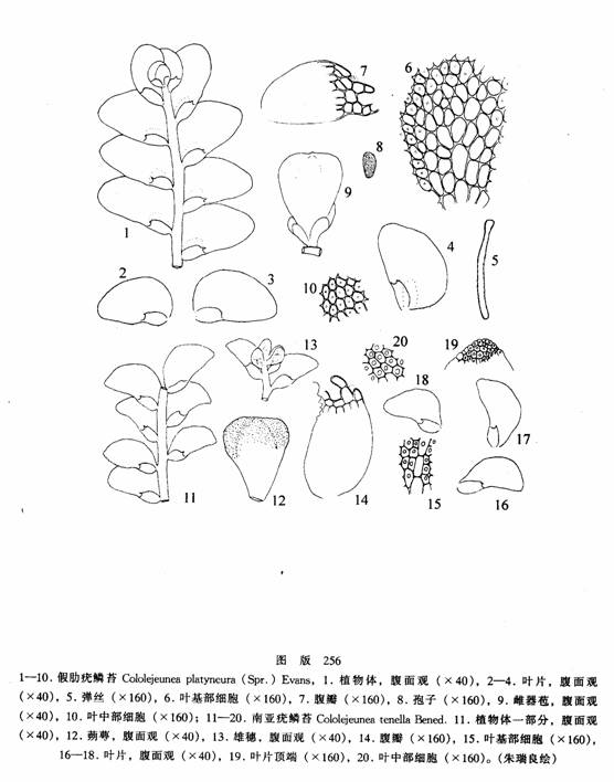 南亞疣鱗苔