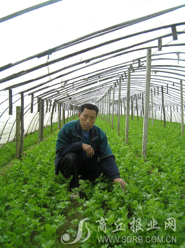 夏邑縣駱集鄉無公害蔬菜基地