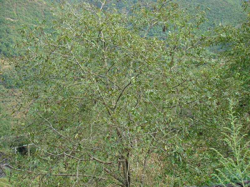 梅子樹自然村(雲南保山昌寧縣溫泉鄉下六甲村梅子樹自然村)