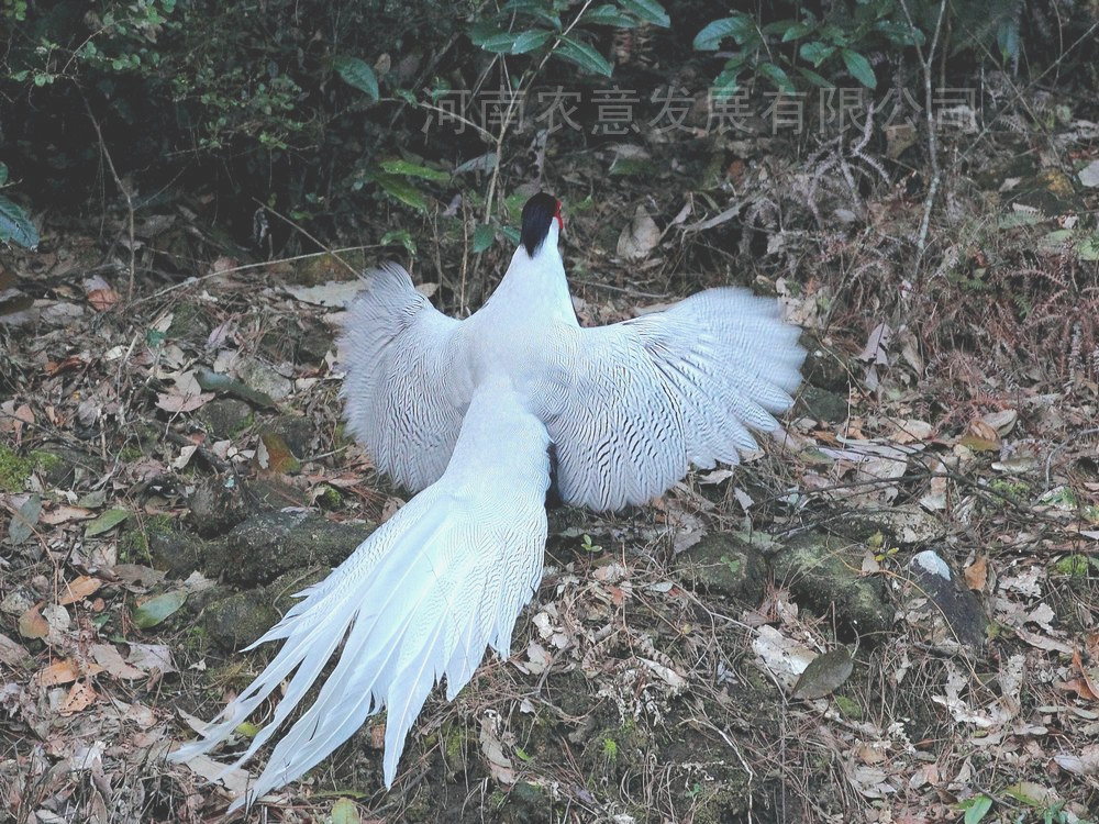 白鷳飼養