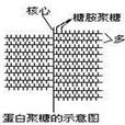 蛋白聚糖