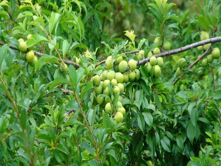 宜樹寶村