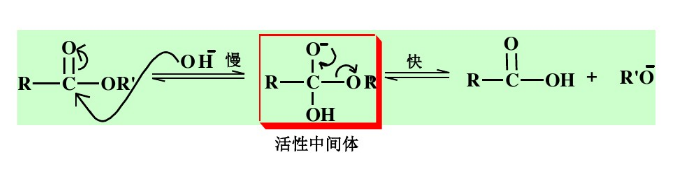 雙分子鹼催化醯氧斷裂