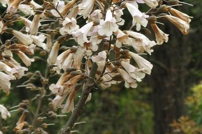 白花泡桐家系3號