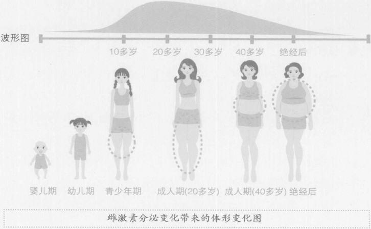 雌激素分泌變化帶來的體形變化圖