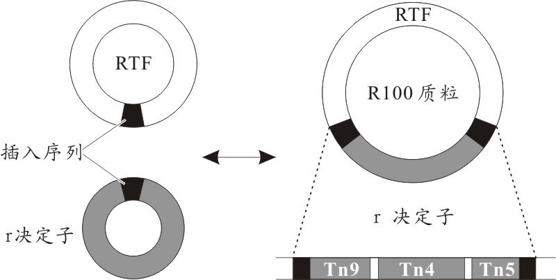 R質粒