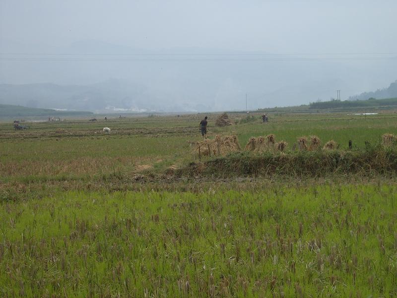 邑林村耕地