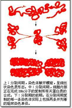 分裂前期