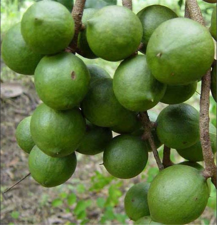 基礎油(植物媒介油)