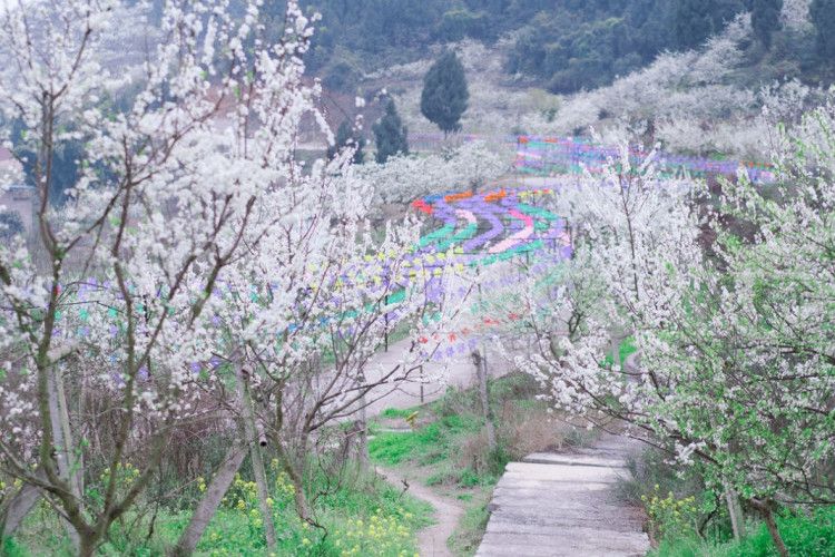 統景印盒李花生態旅遊區