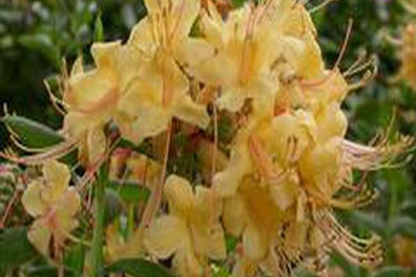 Rhododendron \x27My Mary\x27