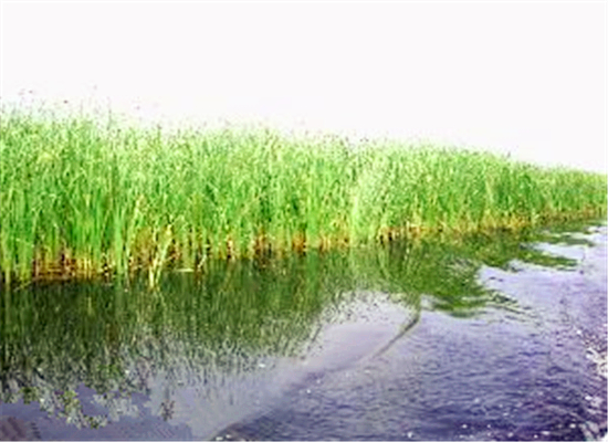 河北衡水棗強董莊村