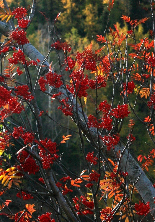 花楸樹