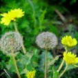 蒲公英屬(Taraxacum)