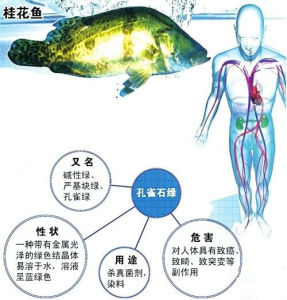 抗生素魚