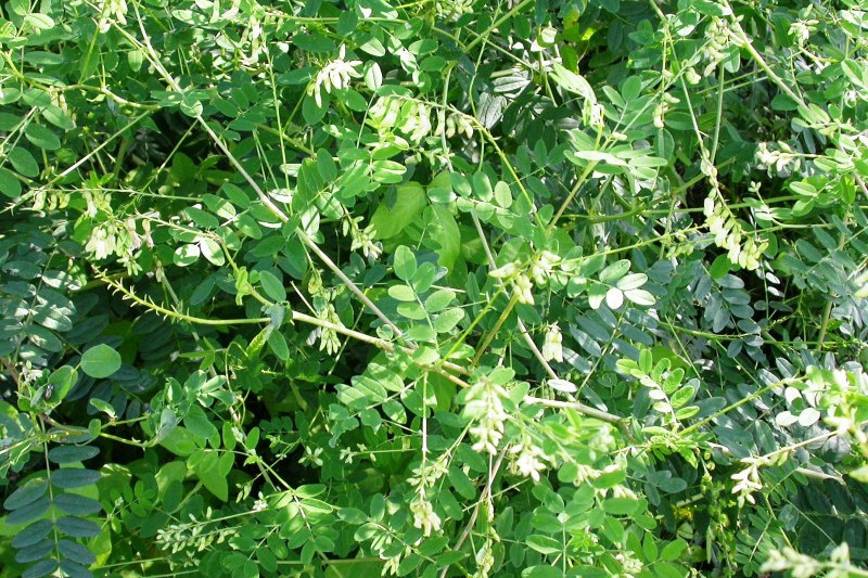 白花山野豌豆（變型）