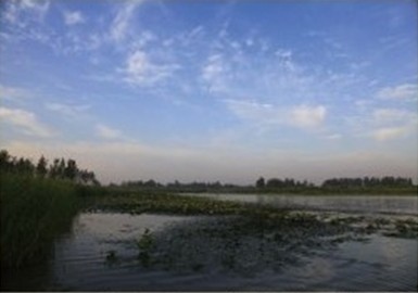 安徽潁上八里河省級自然保護區